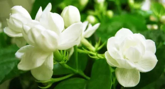 度浇水徒长,叶片枯黄、萎蔫…这些八月养花的