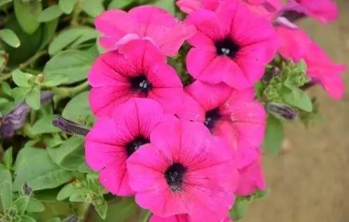 过度浇水徒长,叶片枯黄、萎蔫…这些八月养花