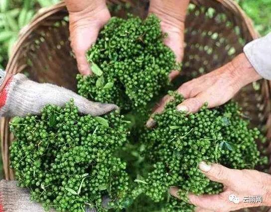 央视免费打广告!云南好货惊艳亮相 8大类100