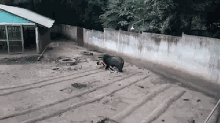 早fun|不听劝阻,一家三口骑摩托夜穿勐海野象区