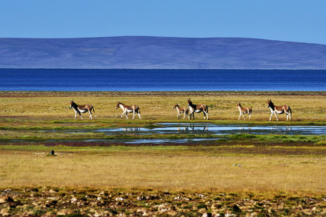 守护生命之源,广汽传祺接受三江源使命召唤
