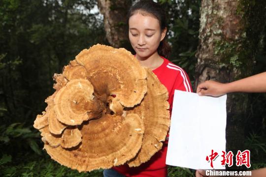  云南普洱惊现巨型蘑菇。　陶平　摄