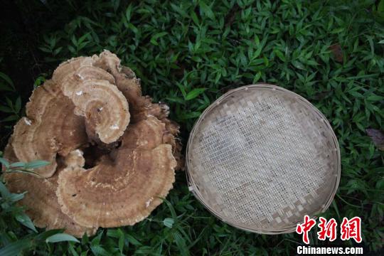  云南普洱惊现巨型蘑菇，大小堪比簸箕。　陶平　摄