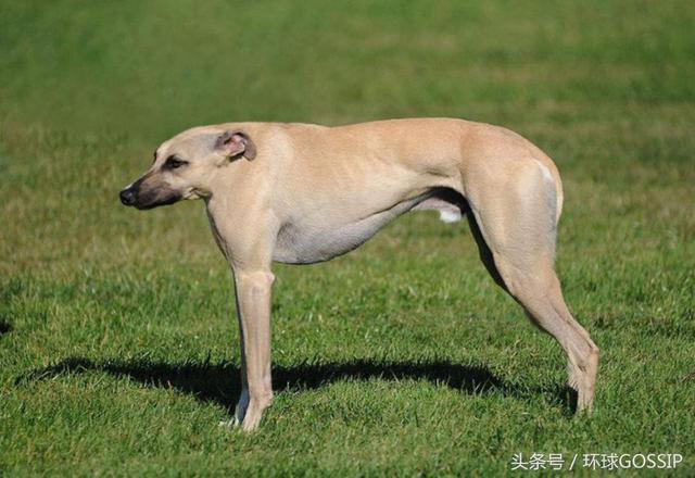 论动物界脖子的重要性,比大长腿更美,国外网友们ps搞怪动物界