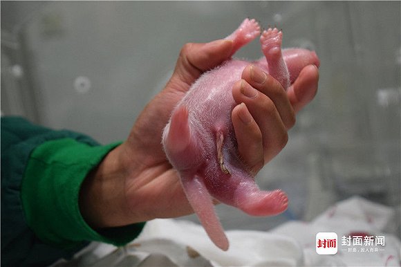 生:野外引种提高熊猫遗传多样性|熊猫|大熊猫|西华师范大学