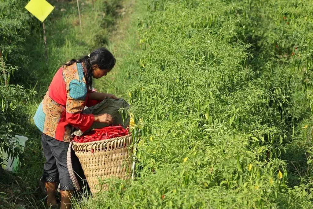 哪里种的辣椒最多?遵义!种植面积全国第一,获