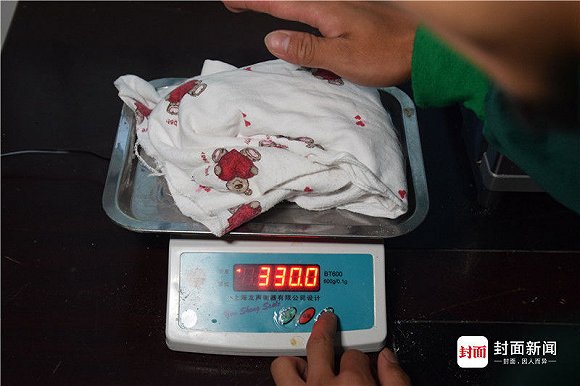 生:野外引种提高熊猫遗传多样性|熊猫|大熊猫|西华师范大学