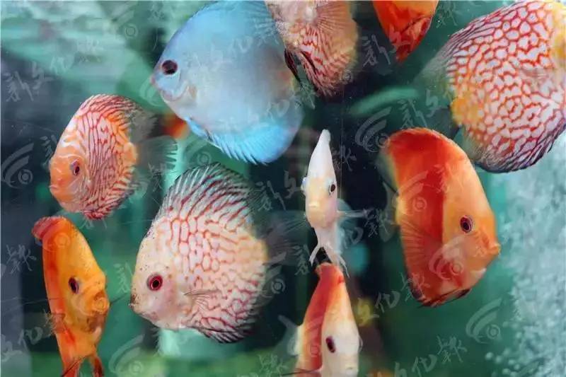 长春农博会11日开展,这些看点别错过!|农博会|