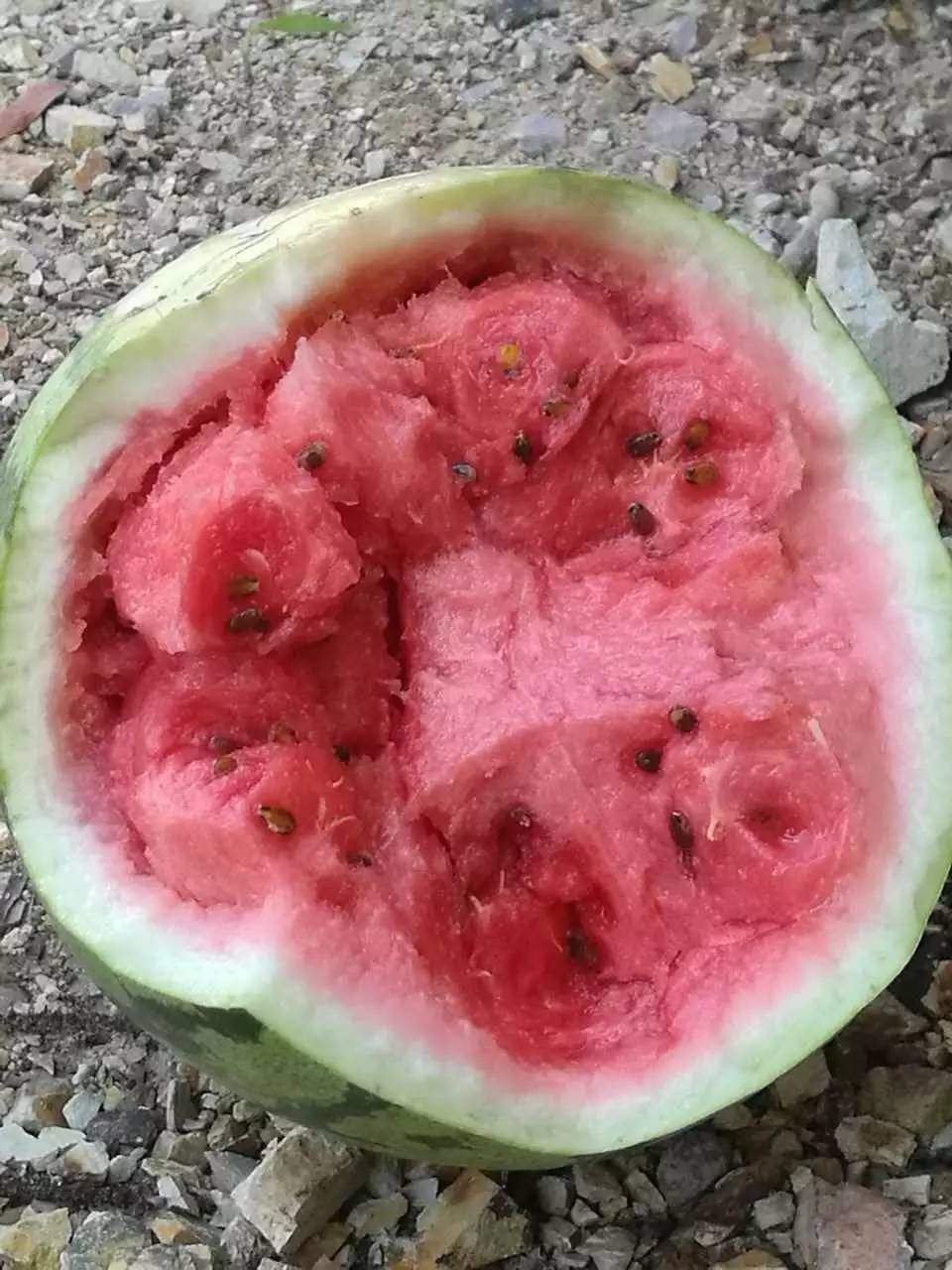 鲜红的西瓜瓤已经开始沙化,最多只能放一天就会坏掉.
