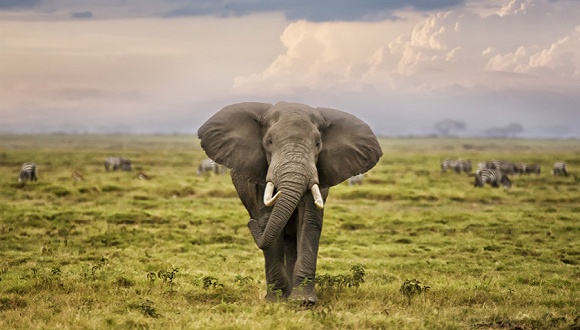 三家旅行社承诺停止 骑大象 旅游 世界动物保护