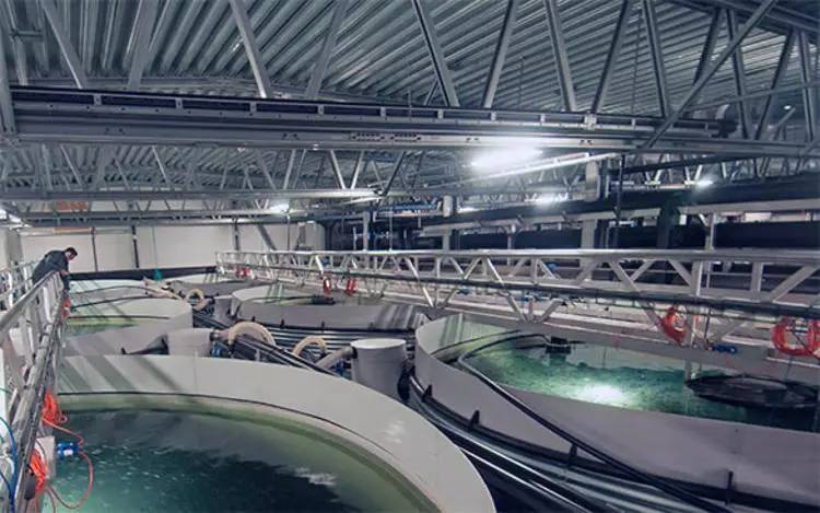 美国转基因三文鱼游上餐桌用了25年,最早研发