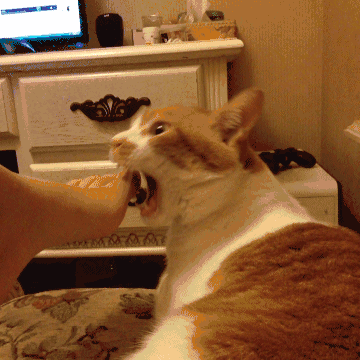 铲屎官们除了为猫咪准备好磨牙棒之