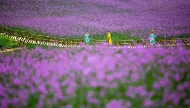 花海运营,花海运营模式
