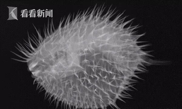 天舟一号各项试验取得预期效果|天舟一号|羽流