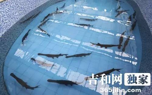 长春农博会今日开幕啦!快来看看今年都有啥好