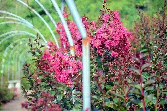 重庆6大紫薇花海,等你来邂逅醉美夏日|重庆|植
