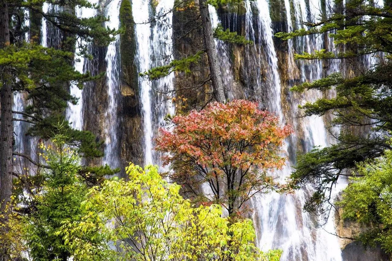 美瀑布之一诺日朗瀑布垮塌!实拍震后九寨沟:火