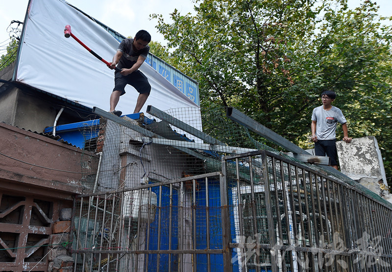 七旬老人收养40只流浪猫狗 紧邻居民楼扰民|猫