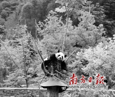 孕妇梦境的隐喻，山沟死寂中的生命之光——解析孕妇梦见山沟里死了好多人自己还活着的深层含义