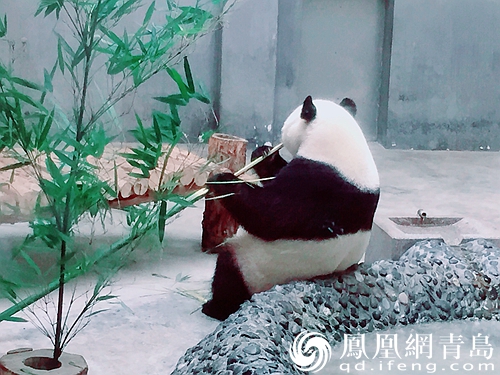 热到怀疑熊生?熊猫频道:我娃爱好这样 与天热