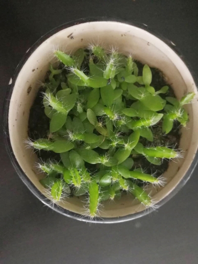 火龙果种子撒花盆竟长出一盆苗|花盆|火龙果|种