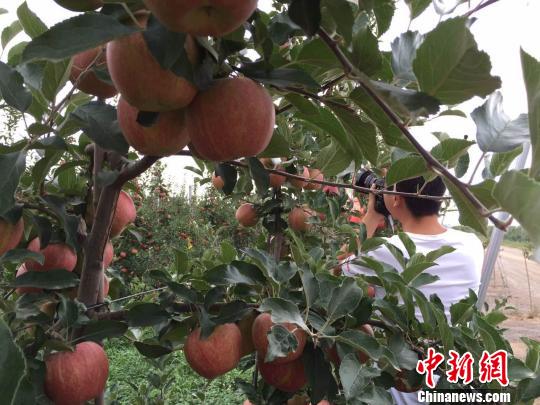 “海升苹果”栽树当年成花、两年结果、三年丰产。 刘薛梅 摄