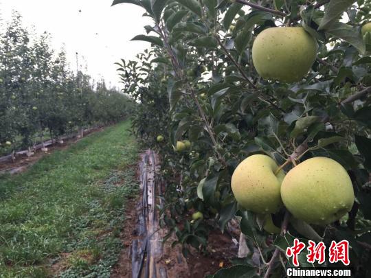 甘肃宁县焦村镇街上村建成高科技苹果产业试验园。 刘薛梅 摄