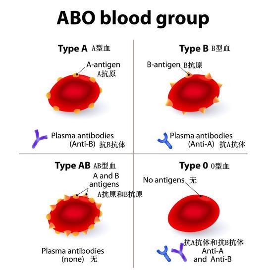 ABO血型系统（图片来源：scienceabc.com）