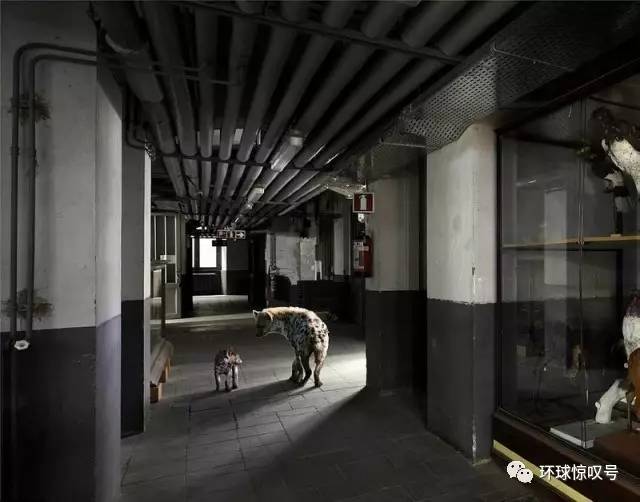 当地球上人类消失之后. 艺术作品展现人类灭亡后的地球