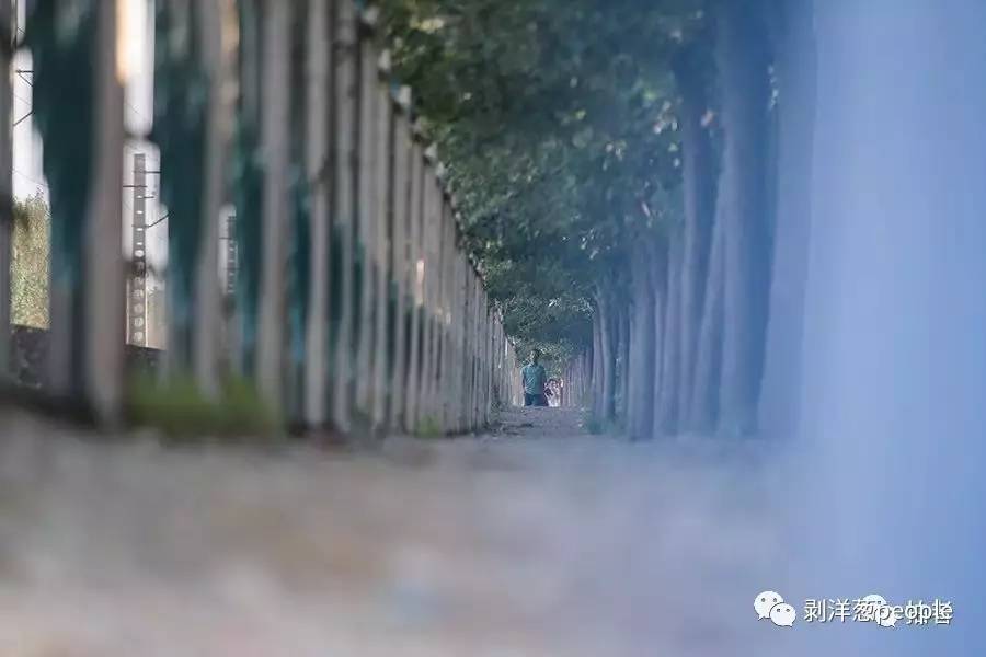 新华区祁孟庄社区泰和世家小区东侧铁路沿线,一群年轻人穿行在小树林间。
