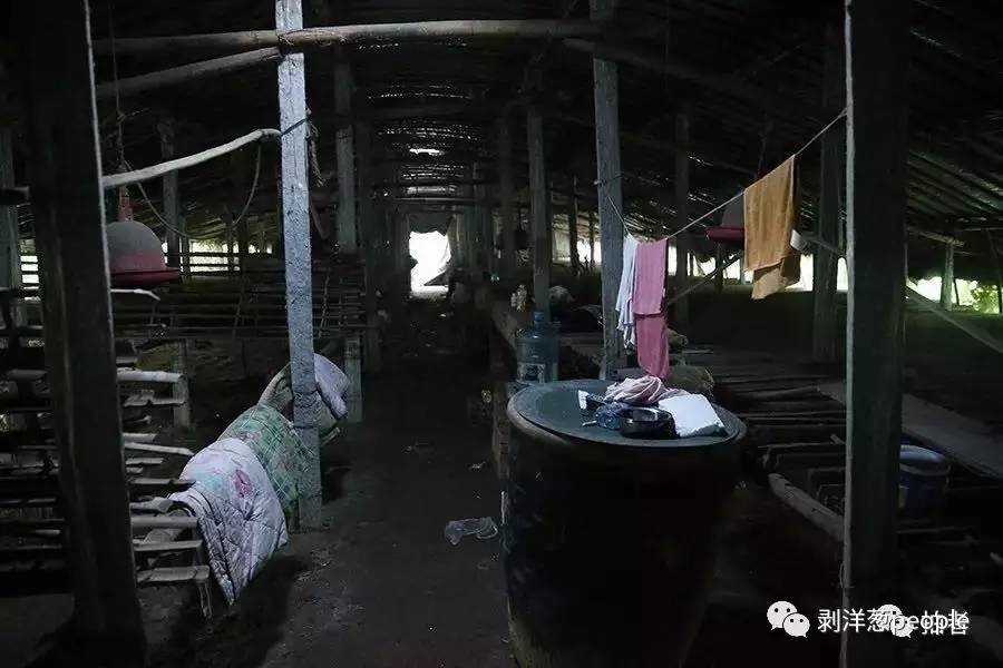 温室大棚内部,传销人员留下的毛巾、被褥等生活物品。