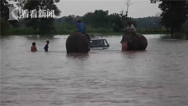 视频|数百游客尼泊尔被困洪水 大象水中拖车救