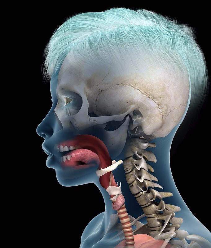 正常人的喉咙图片清晰