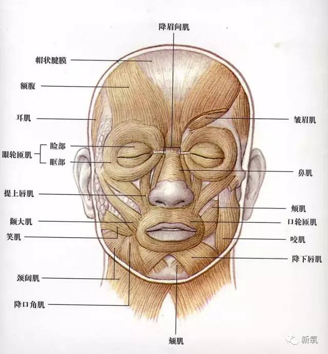 轮匝肌分布