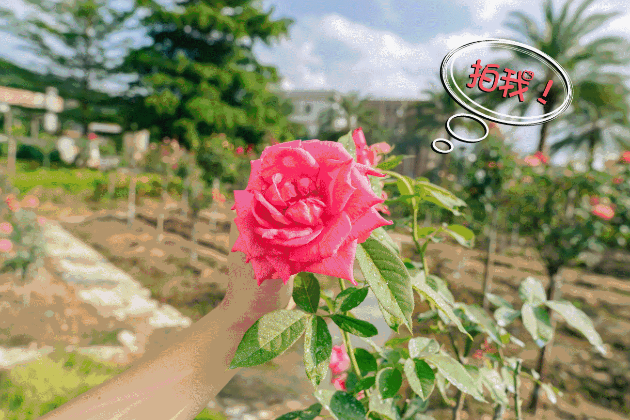 壁纸 花 桌面 1300_867 gif 动态图 动图