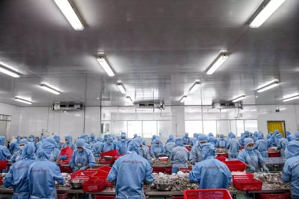 ▲材料图片:7月13日,越南一家食物加工厂内,工人口们正在处置惩罚鲜虾制品。近年来,作为“越南之饭碗”,湄公河三角洲衰亡了少量相似之食物加工企业,产值可达数百万美元。(法新社)