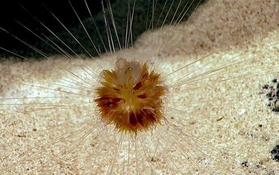美科学家千米深海底发现大量玻璃海绵