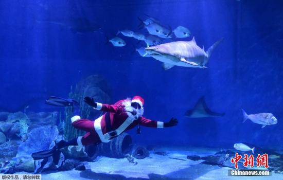 澳大利亚站。当地时间12月22日,澳大利亚墨尔本水族馆里,圣诞老人和鲨鱼一起游泳。