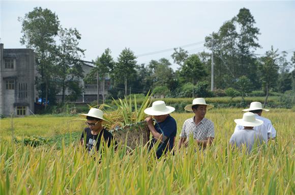 调查员小组采取样本 实测现场,调查队专业人员采用斜线法等距抽样割取了3个10平方尺的圆形样本,要求各调查员进行分组取样,样本收割完毕后,当场进行了样本脱粒、登记样本标签、称量样本毛重、样本测水、单产计算等环节。 在完成实割实测后,专业人员要求各农产量辅助调查员在各自调查点的实测过程中,严格按照培训流程和粮食抽样调查方案,遵循程序、规范操作,百分之百现场采集样本,全力保证源头数据真实可靠、准确无误。 今天我们抽取了聚奎村1号地块的3个小样本共30平方尺,收割了3.
