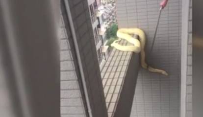上东城住户开窗被吓呆:一条三米巨蟒在梁上爬来爬去，悬空70米啊啊啊