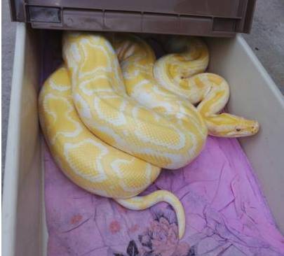 :一条三米巨蟒在梁上爬来爬去,悬空70米.啊啊啊