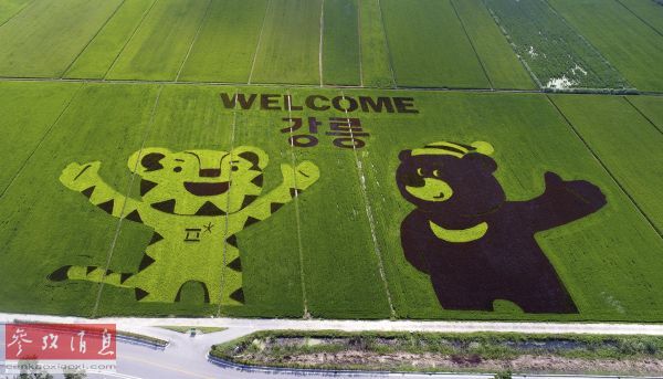  资料图片：8月9日，在韩国江陵，平昌冬奥会的吉祥物白老虎“守护郎”（左）和冬残奥会吉祥物黑熊“月牙熊”的形象出现在一片稻田上。（新华社）
