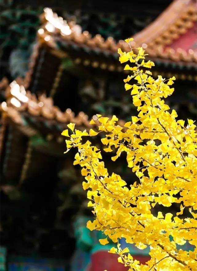 中华成语大全,看完让你出口成章|成语|大全|中华