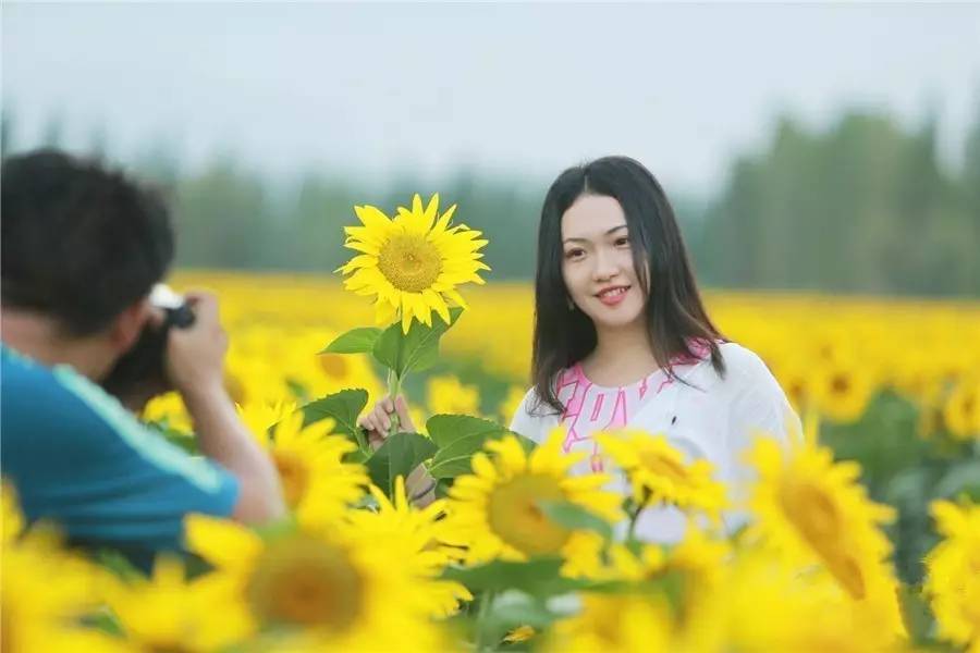 全疆各地的向日葵都开啦,这个周末约约约!|向日