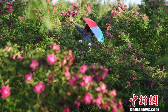 兰州新区盛开的玫瑰吸引游人驻足。(资料图) 杨艳敏 摄