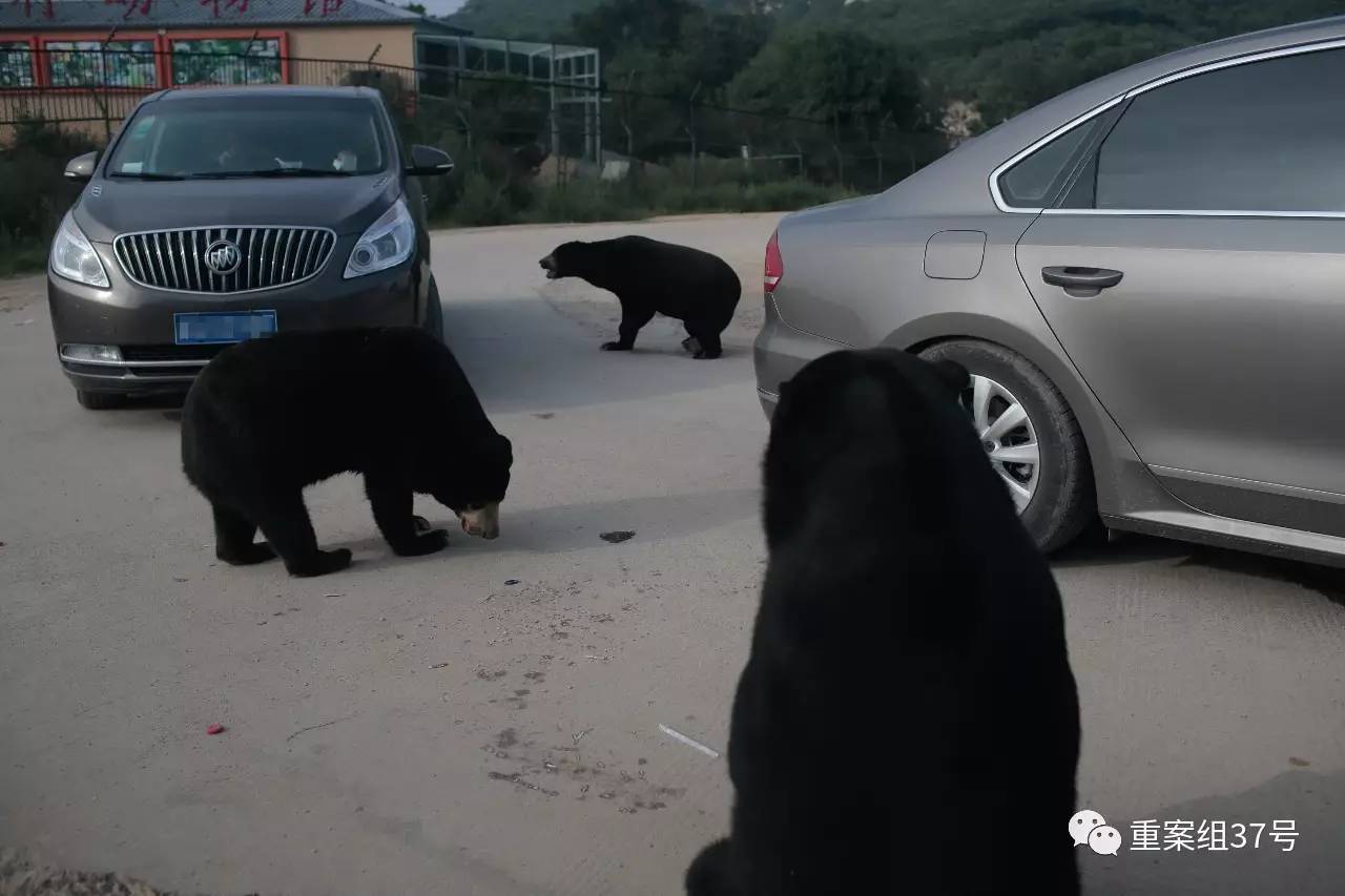  ▲2017年8月21日下午，北京市八达岭野生动物世界马来熊园里，马来熊靠近自驾游的私家车。新京报记者 朱骏 摄