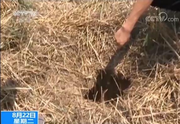凤翔县公安局刑侦大队一中队中队长 罗江：我们扩大勘查范围，在这一片20亩大的地方，又发现了十个疑似盗洞。