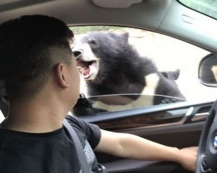 又双叒叕是这家动物园!八达岭野生动物园猛兽