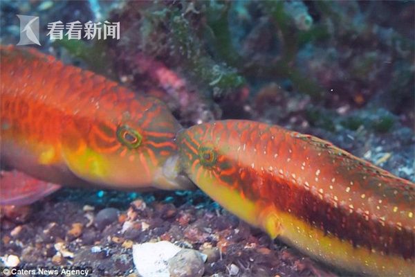 视频|两条鱼在海底疯狂接吻拉都拉不开 然而