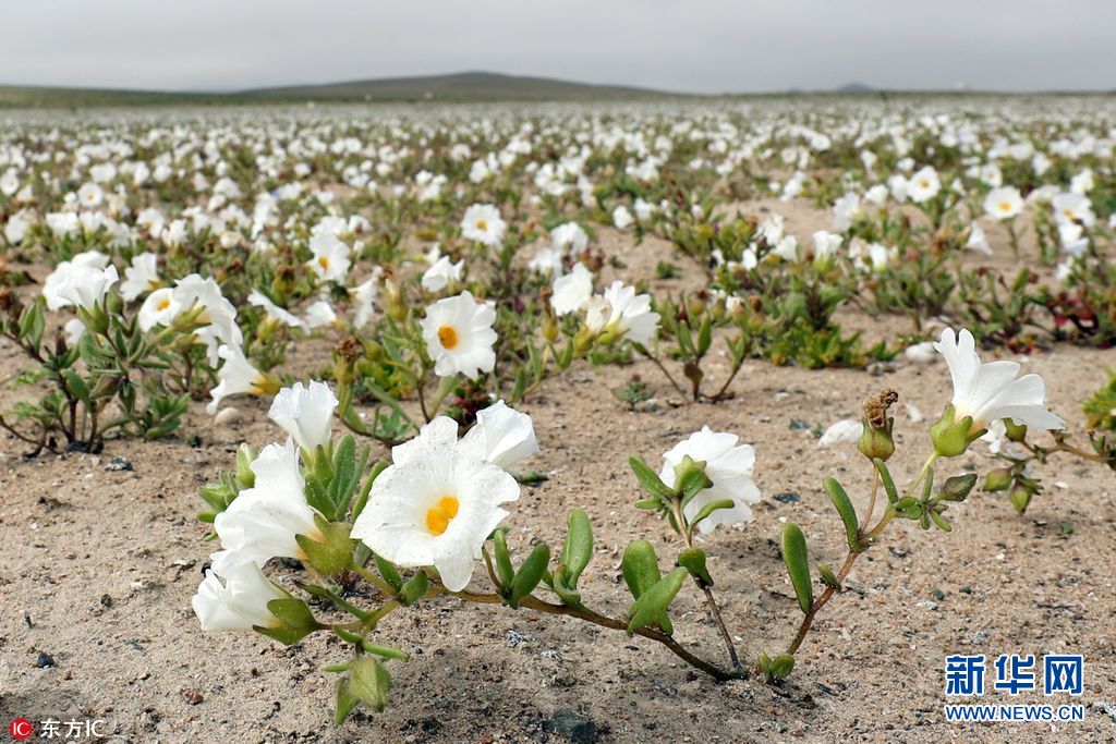 荒漠成花海 世界最干燥沙漠雨水充足花开遍地 组图 沙漠 阿塔卡马 花海 新浪新闻